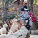 自然中求知 行走中成長||青島為明學(xué)校初中部青島森林野生動物園研學(xué)記
